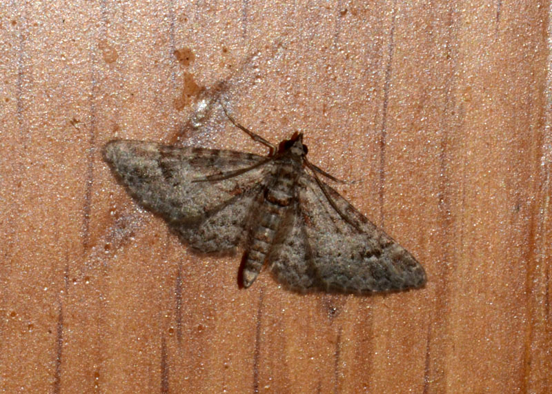 Geometridae Eupithecia sp